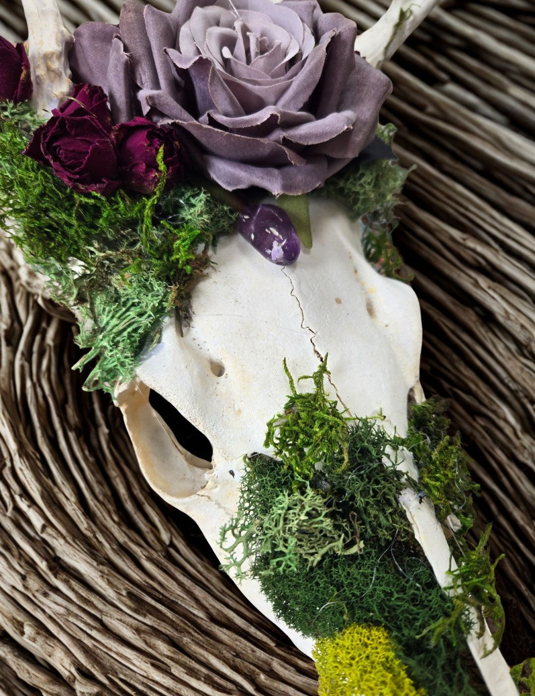 Forest Mourning Deer Skull